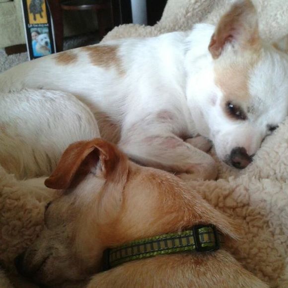 hugmypups